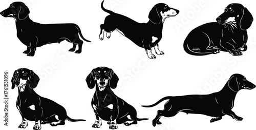 Collection of dachshund dog silhouettes in various poses, sitting, running, lying, detailed pet breed illustration, adorable domestic animal, cad drawing flat vector illustration