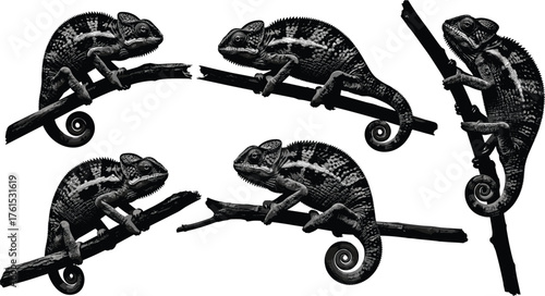 Collection of chameleon silhouettes on tree branches, detailed reptile illustration, exotic wildlife artwork showing climbing poses, tropical animal study, cad drawing flat vector illustration