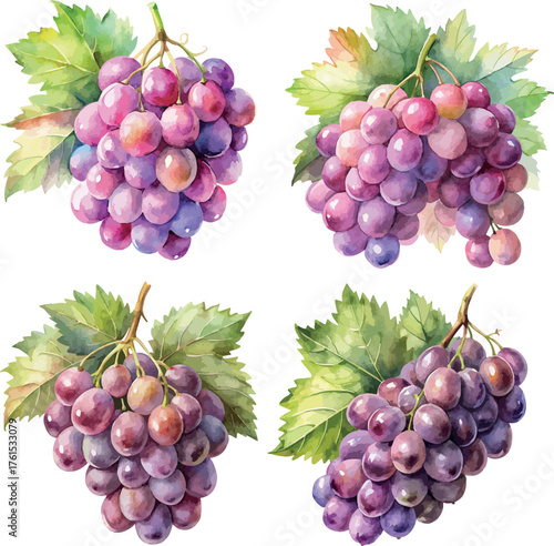 Set of Purple Pink Grapes Botanical Watercolor Vector Illustration