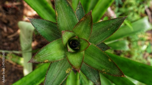 background of local pineapple tree leaves