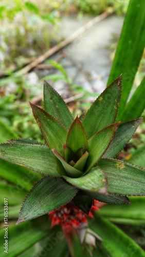 background of local pineapple tree leaves