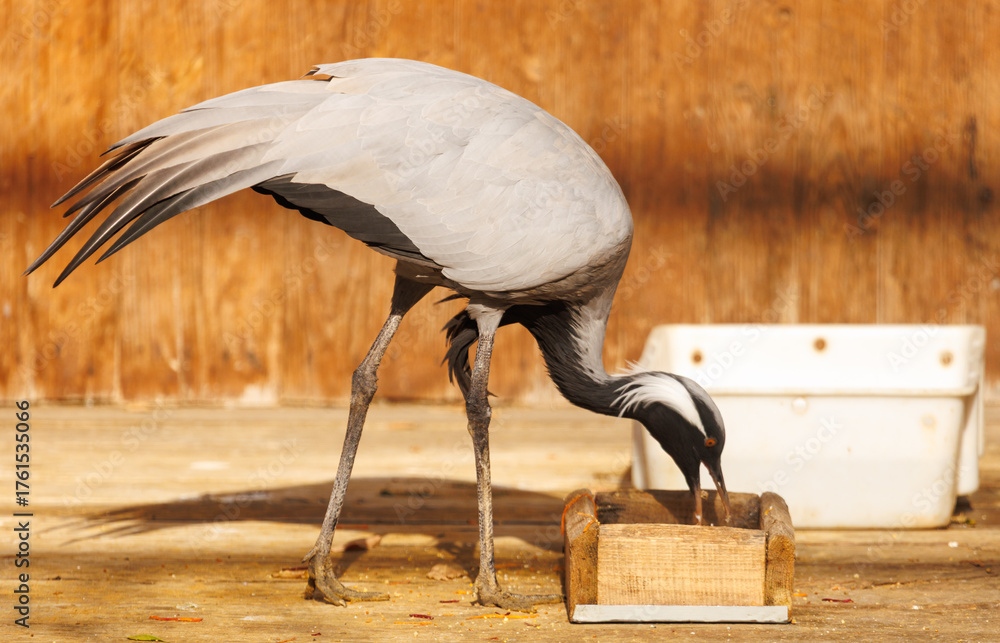 Fototapeta premium A bird is eating from a wooden box