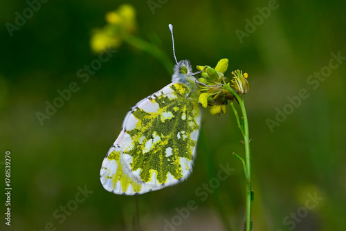 Eastern dappled white (Euchloe ausonia) on Hoary mustard (Hirschfeldia incana) // Östlicher Gesprenkelter Weißling an Grausenf - Strofilia, Peloponnese, Greece