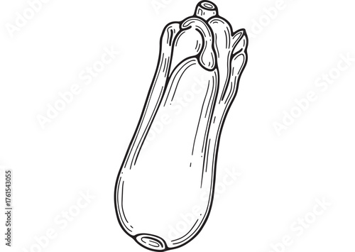Simple hand-drawn illustration of a fresh zucchini on a white background