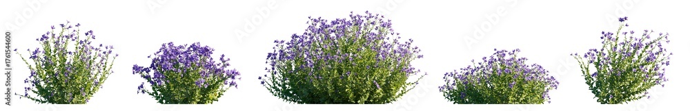 Naklejka premium Platycodon grandiflorus flowering bush isolated PNG on a transparent background premium cutout (balloon flower, Chinese bellflower or platycodon)