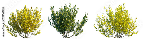 Cornus sanguinea bush set isolated PNG on a transparent background premium cutout 