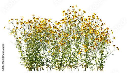 Coreopsis tinctoria yellow flowers isolated PNG on a transparent background premium cutout (plains coreopsis, garden, golden tickseed, or calliopsis)