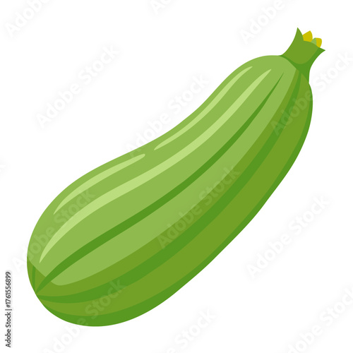Whole zucchini. Isolated vector illustration on white background