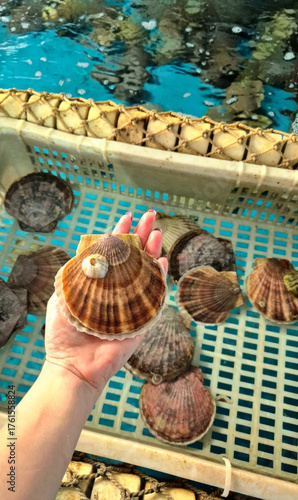 Картината върху платно A pale hand delicately cradles a scallop, echoing Mermaid Day's whimsy and mollu
