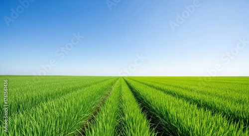 Vibrant green sugarcane field with clear blue sky and bright sunlight