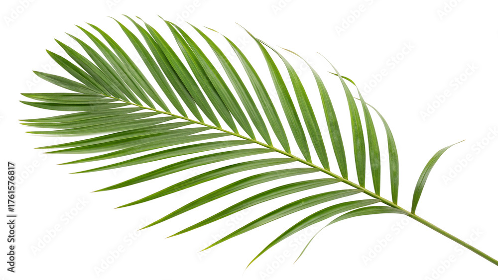 Obraz premium Green palm leaf close-up showcasing fine details and vibrant texture in natural light isolated on transparent background