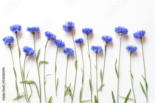 Beautiful blue cornflowers on a white background