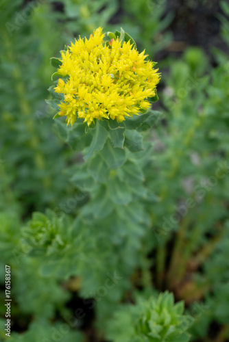 Golden root (Rhodiola rosea) bloom in the spring garden