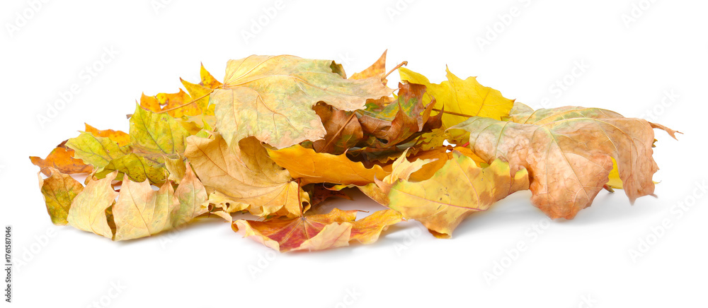 Obraz premium Pile of dry leaves isolated on white. Autumn season