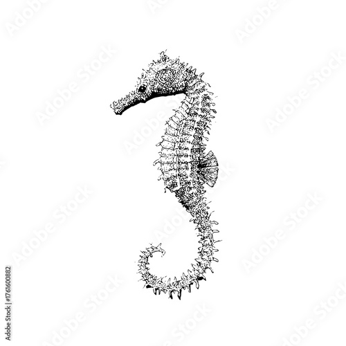 Detailed black and white drawing of a seahorse with intricate patterns on a white background image art