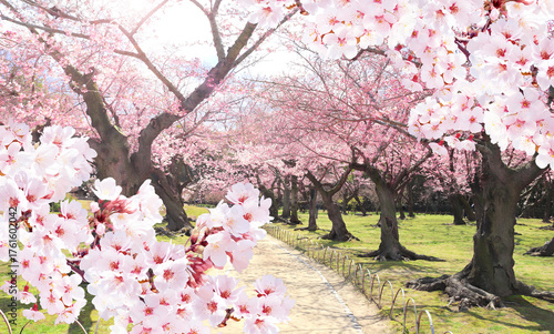 Cherry blossoming season in Japan. Alley with blooming sakura trees in garden, Okayama, Japan. Japanese hanami festival. Beautiful nature spring scene with strolling path and branch of blooming sakura