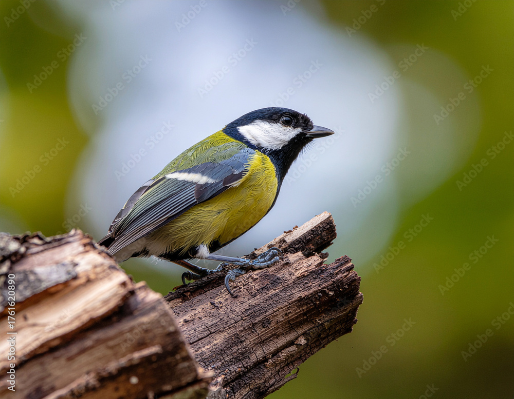 Obraz premium High-resolution image of a vibrant tropical bird perched on a branch in a lush forest setting. The bird features colorful plumage and fine feather details, captured in natural light. 