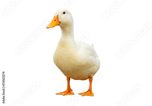 Fotografija Isolated portrait of a domestic duck, a farm animal with yellow beak and webbed