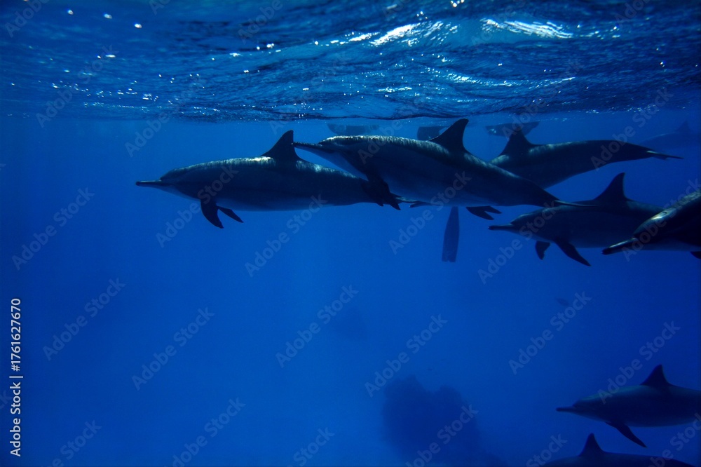 Obraz premium Wild Spinner Dolphins in Deep Blue Ocean,