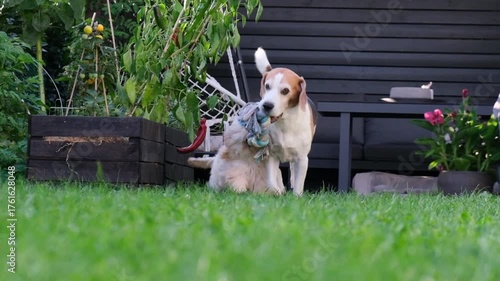 Medium shot of a beautiful adult Beagle and an energetic, fluffy light-colored puppy Maltipoo actively engaging in a playful tug-of-war game