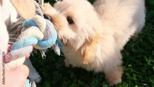 Extreme close-up shot of two dogs, an adult Beagle and a fluffy light-colored puppy, sharing a rope toy during a game of tug-of-war. A person's hand is visible, holding the toy in the middle. The focu