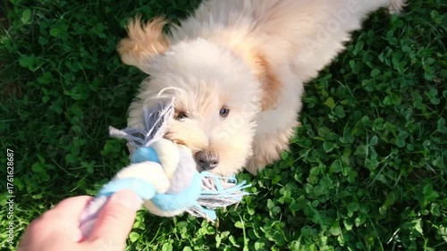 Top-down, close-up shot of a playful, fluffy light-colored puppy Maltipoo enthusiastically playing tug-of-war with a rope.