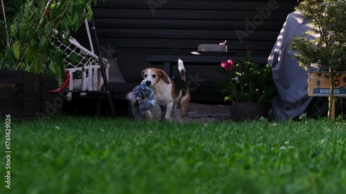 Two Happy Dogs Playing with Toy on Green Backyard Lawn