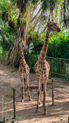 Photography Two Giraffes at a zoo