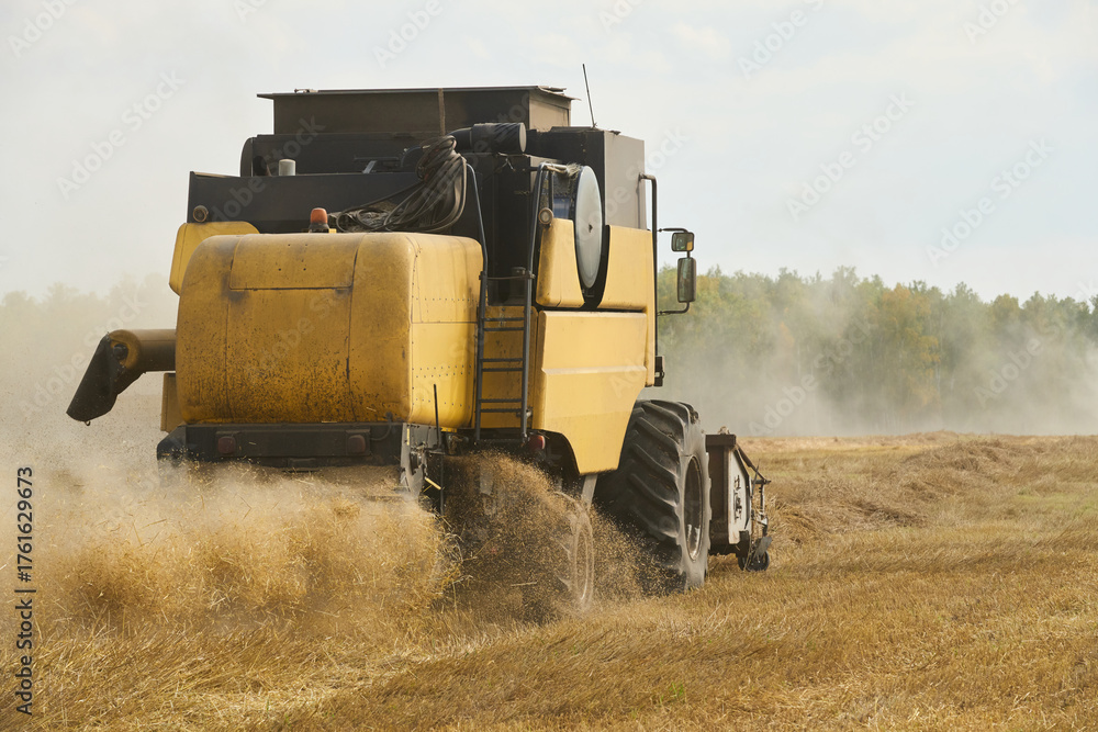 Fototapeta premium Yellow combine harvester moving through wheat field during harvest season, rear view showing dust and straw flying as machine processes crops in rural agricultural landscape