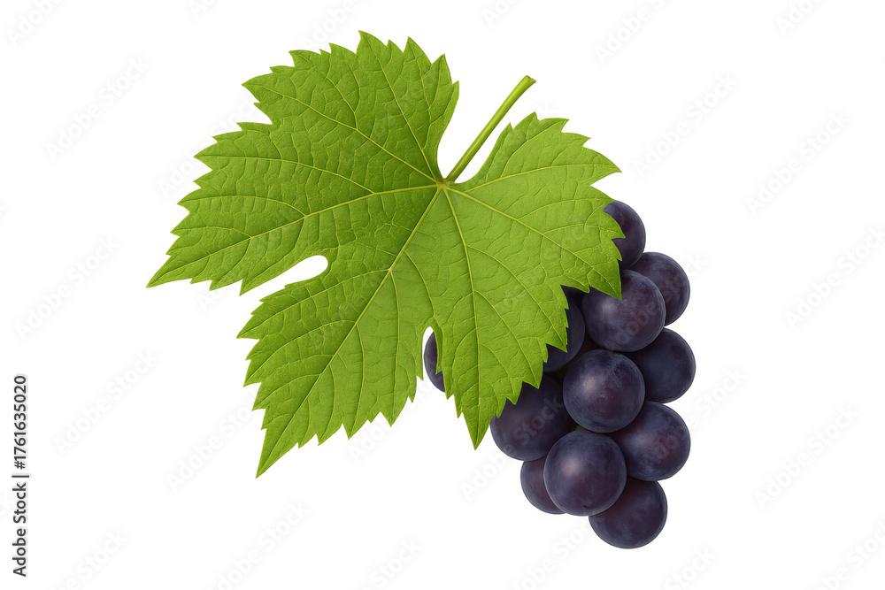 Fototapeta premium Bunch of dark red grapes and a fresh green vine leaf, symbolizing health, freshness, and natural food, on transparent background