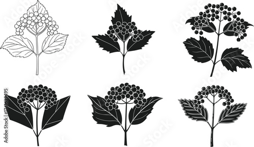 Silhouette collection of floral and botanical plant designs, elegant flower and leaf vector illustration, black and white nature artwork for decoration, 