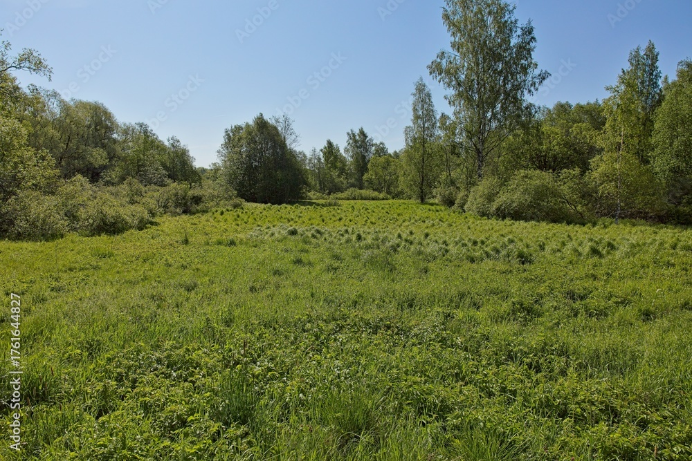 Obraz premium Countryside view of trees and bushes near lake Nupuri on a sunny summer day, Espoo, Finland.