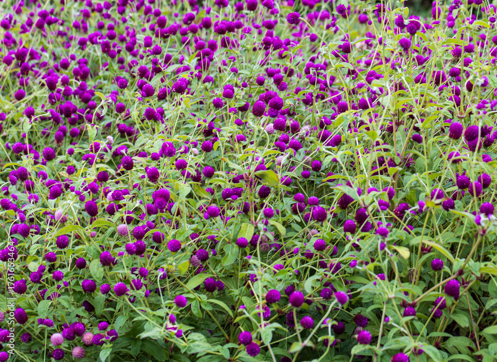 Fototapeta premium A field of purple flowers with many purple flowers