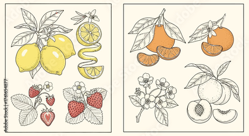 Botanical Illustration of Citrus Fruits and Berries.
