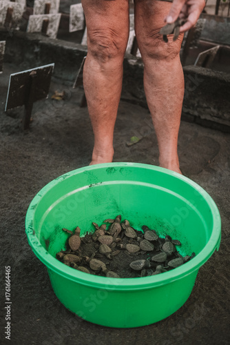 Photos A close-up of the hands of a senior woman scientist volunteer as she collects hatchlings from nests at a sea turtle conservation center