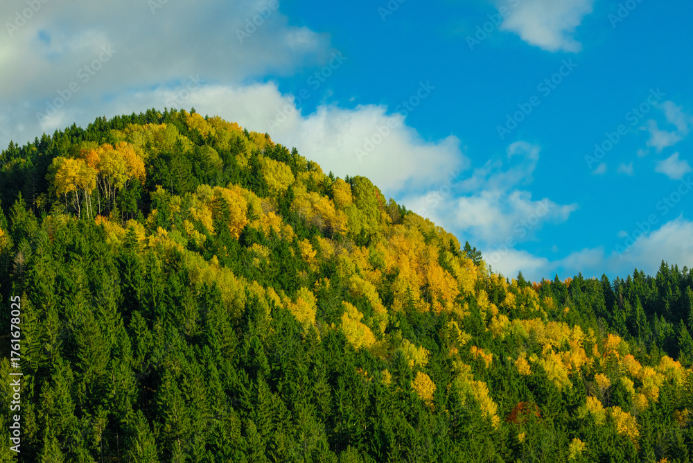 Fototapeta premium A colorful mixed forest in autumn