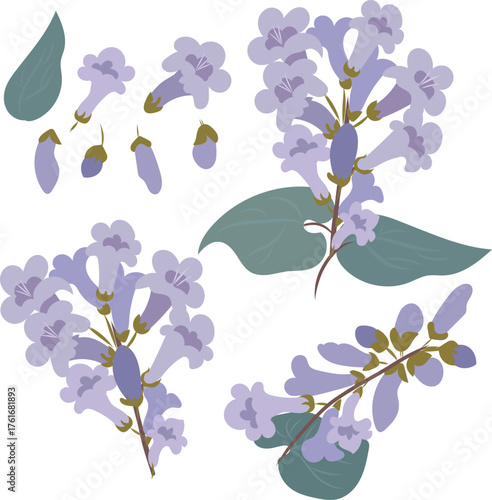 Paulownia flowers set. Jacaranda flowers.
