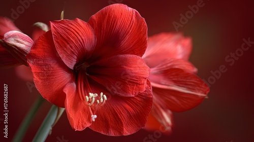 Bright red amaryllis flowers bloom against a warm, blurred background, showcasing their vibrant color and unique petal structure in a caring indoor setting
