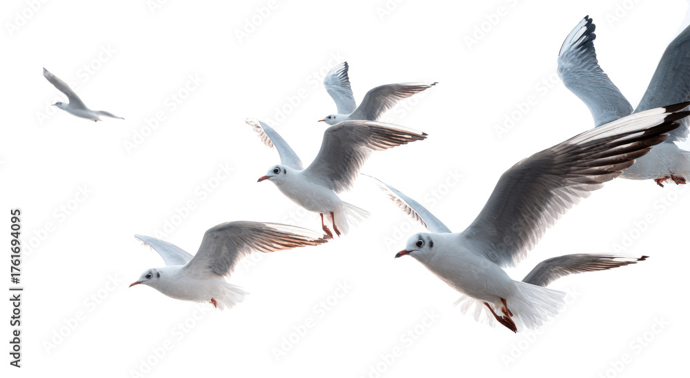 Obraz premium Seagulls Flying in Clear Sky During Day