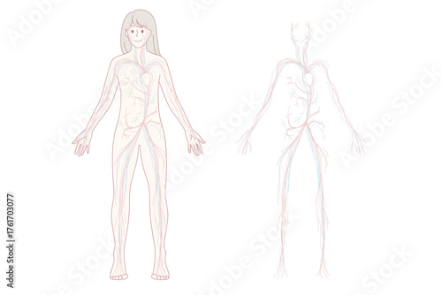 Woman arterial and venous circulatory system. Female blood vessel diagram on education poster or banner. Person medical infographics. Science and medicine concept. Flat vector illustration.