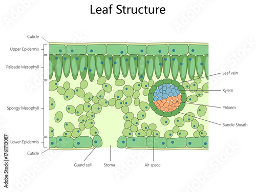 cross-section of a leaf showing internal structure including epidermis, mesophyll, veins, xylem, phloem, and stomata for photosynthesis diagram hand drawn schematic raster. Science educational