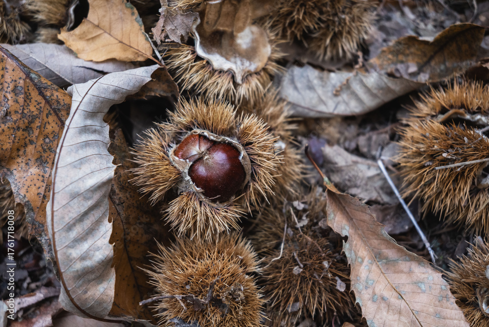 Fototapeta premium Close-up of Fresh Chestnuts in Nature