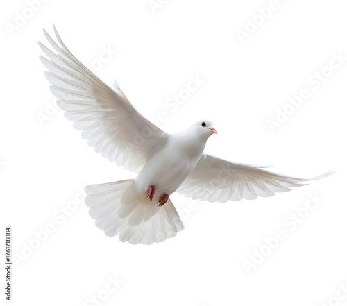 white dove isolated