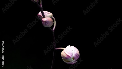 Blooming lilac orchid on a black background, time lapse. Free space for text. holiday greeting