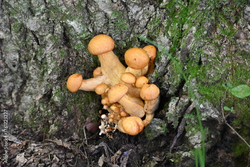 有毒キノコ、オオワライタケ