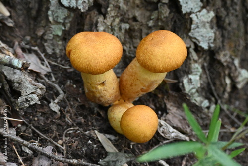 有毒キノコ、オオワライタケ