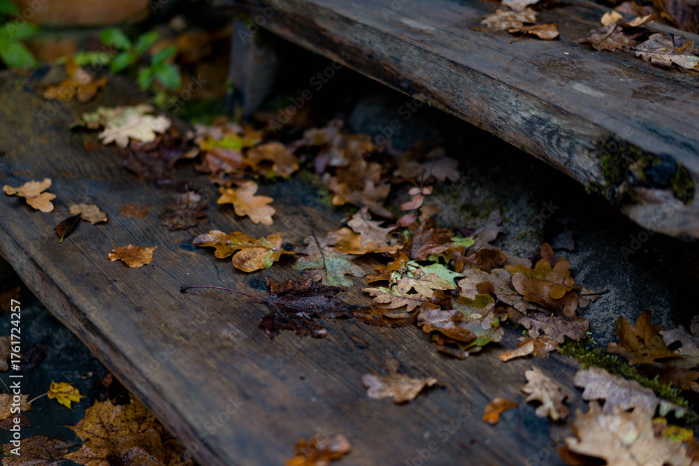 Obraz premium Wet autumn leaves in shades of brown, yellow, and green lying on dark wooden stairs after rain. Close-up view of fallen foliage in moody natural light