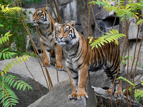 Two Sumatra tigers in the forest