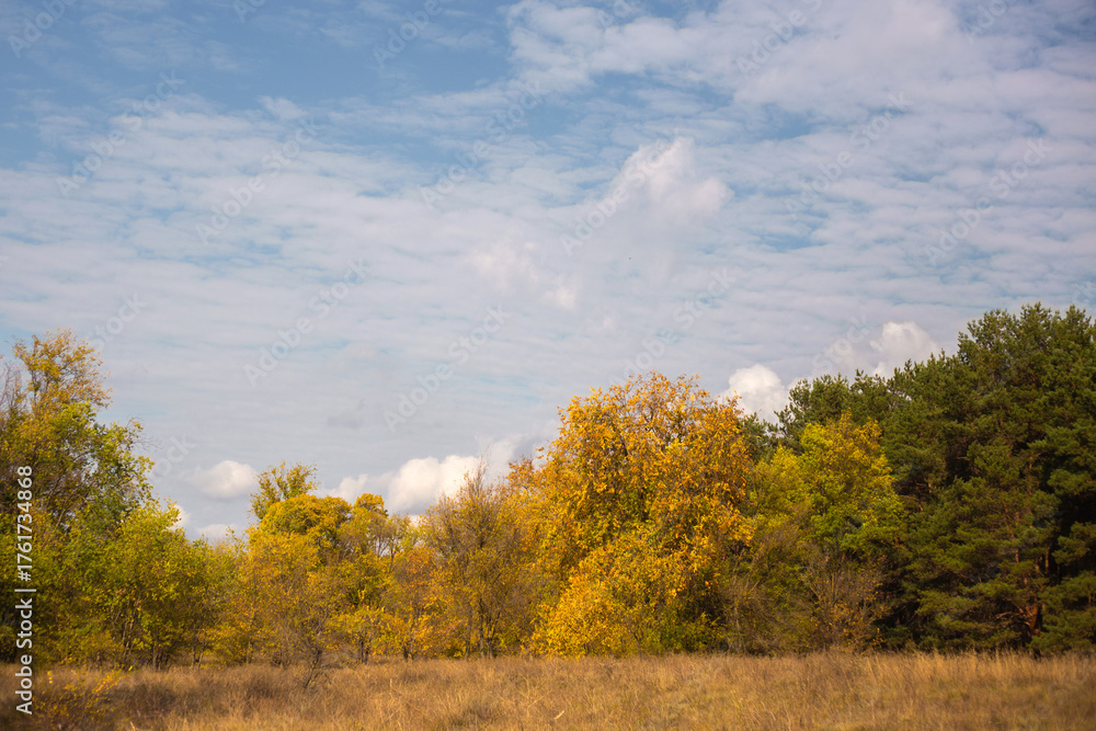 Fototapeta premium autumn in the forest