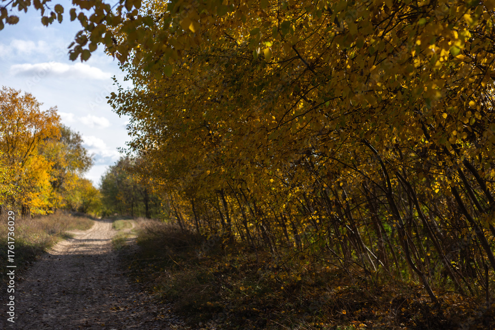 Obraz premium autumn in the forest